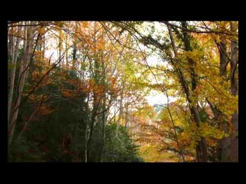 paseo en otoño para visitar el haya padre