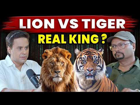 Lion या Tiger जंगल का असली King कौन ? | @VivekAwasthiVlogs  | @RJRaunac