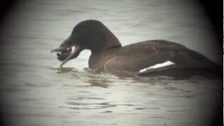 preview picture of video 'White-winged Scoter - Racine Co.'
