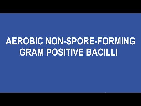 (8) Aerobic Non-Spore-Forming Gram Positive Bacilli