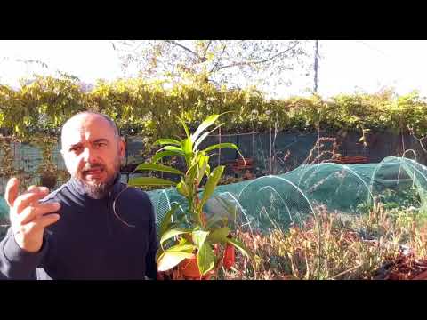 , title : 'Come coltivare la Nepenthes'