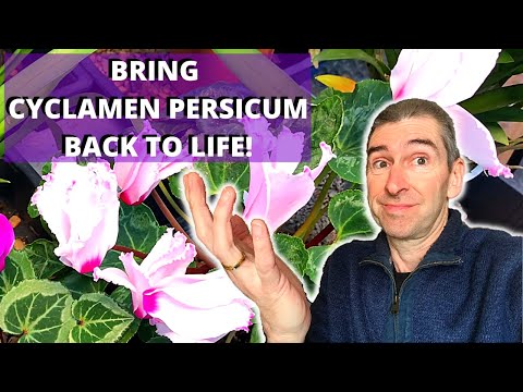 , title : 'HOW TO BRING CYCLAMEN PERSICUM BACK TO LIFE - (house-plant cyclamen)
