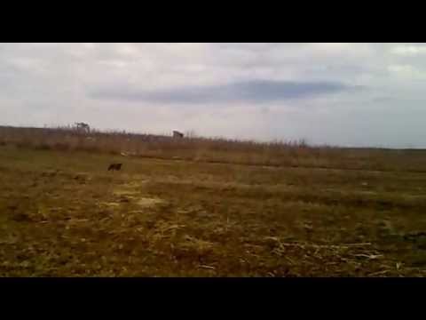 caine ogar englez campion Ciupercenii Noi part.2