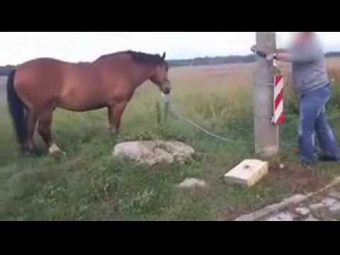 Koń na S7 w Łomnie gm. Czosnów