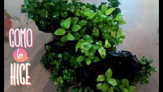 Download lagu This is how Anubias grow after a year of maintenance mp3