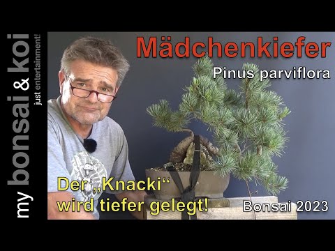 Bonsai 2023-45 - Mädchenkiefer - Pinus parviflora - der "Knacki" wird tiefer gelegt!