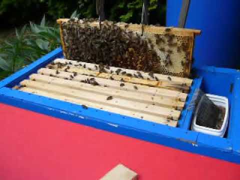 Vrácení označené matky do oddělku