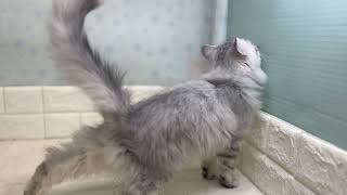 サイベリアンの動画01