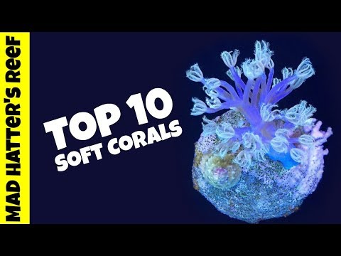 Top 10 Soft Corals for a Reef Tank