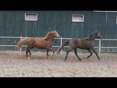 XXL Reitpony v. The breas my mobility x Fürst Heinrich - Lauries Crousador xx 2018* Mare FOR SALE