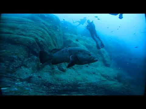 VR 360 Diving Azores Faial Nikon keymission 360 ccjnoack