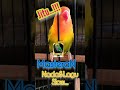 LOVEBIRD NGEKEK NADA LAGU SLOW DURASI PANJANG Sangat Cocok Untuk Masteran Dan Guru Vocal