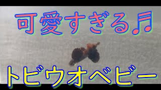 トビウオの赤ちゃんが可愛すぎた☆彡