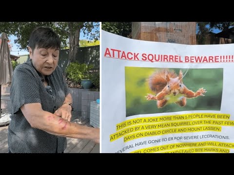 Vicious squirrel sends 2 San Rafael residents to ER after neighbors report series of attacks