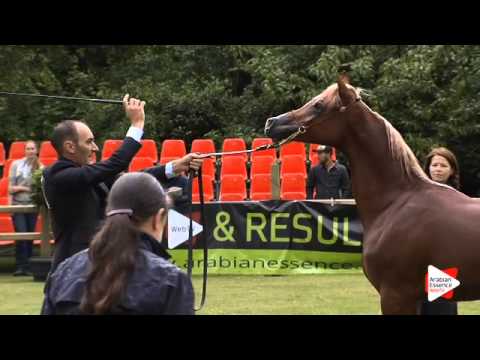 N.15 AK VICENTO - Bruges 2015 National - Yearling Colts (Class 2)