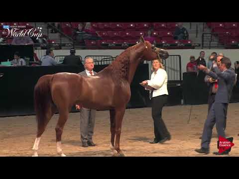 N.259 ROYAL T PHORTE - LAS VEGAS 2019 - Arabian World Cup Senior Breeding Stallions (Class 125).mp4