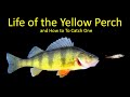 Life of the Yellow Perch and How to Fish for Perch