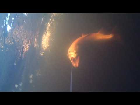 Awesome 15,1 kg salmon bits: underwater fishing camera on Tornio Torne River in Pello in Lapland