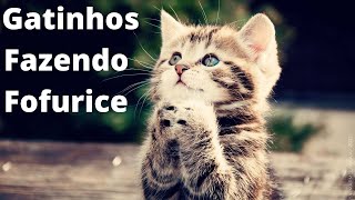 Gatinhos Fazendo Fofurice