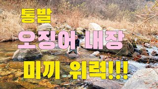 금값 오징어 통발에 넣었더니!!! 고급어종이 이렇게 많이 잡혔다  물고기 바글바글