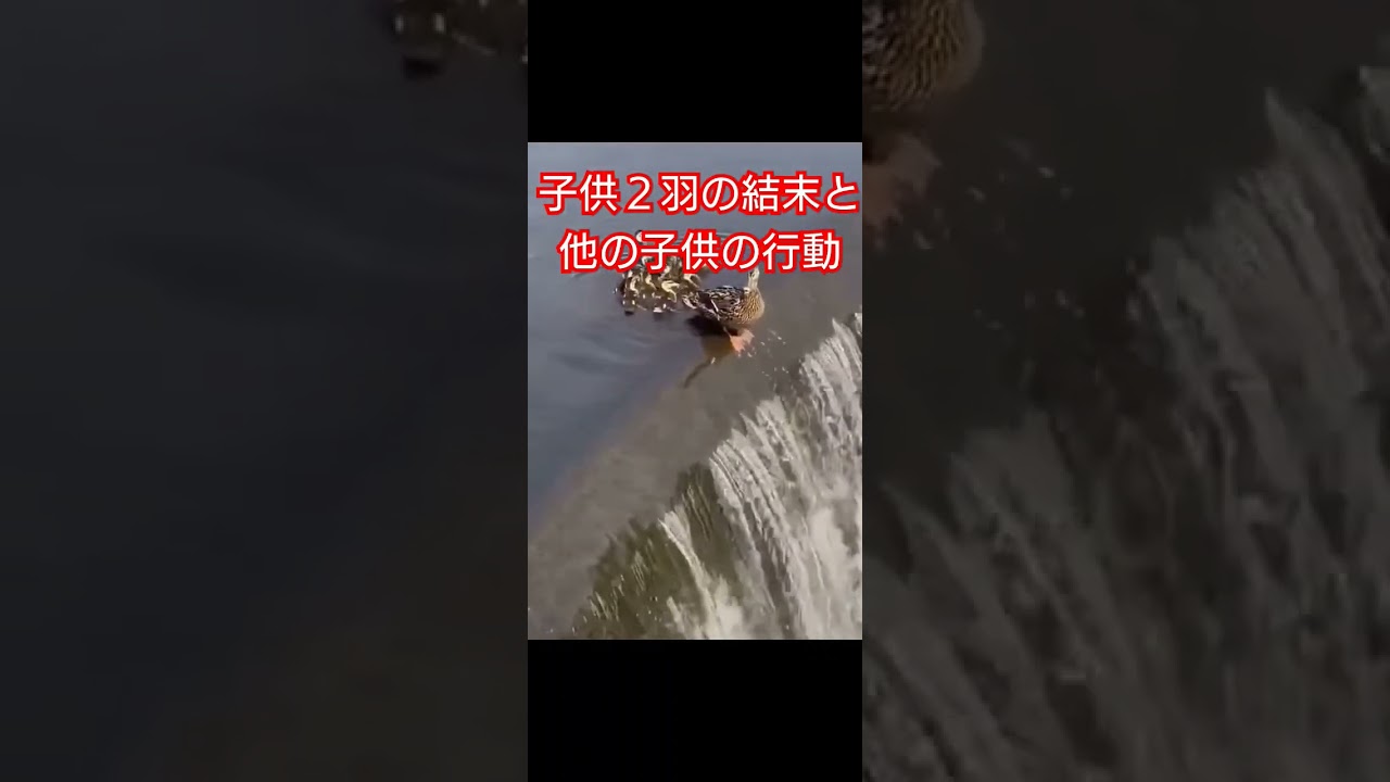 【家族】親と子供の結末は#shorts #感動 #癒し