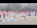 Caballo castrado Silla Francés En venta 2022 Bayo moreno por ARMANI V OVERIS Z