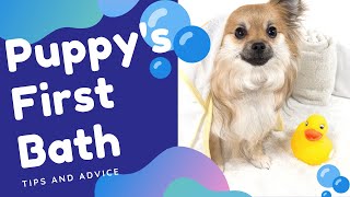 Download lagu First Puppy Bath - Tips to Make It A Positive Experience mp3