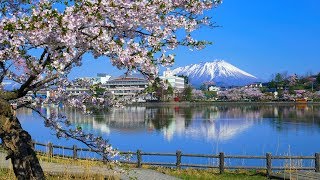 高松公園　日本さくら名所100選