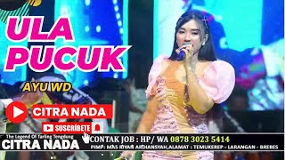 Download lagu ULA PUCUK ~ AYU WD // CITRA NADA LIVE DS.BLANDONG - DESA PESANTREN // ULUJAMI - PEMALANG mp3
