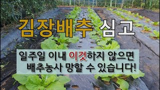 김장 배추 심고 일주일 이내 이것 하지 않으면 망할 수 있습니다. #김장배추 병충해 방제.