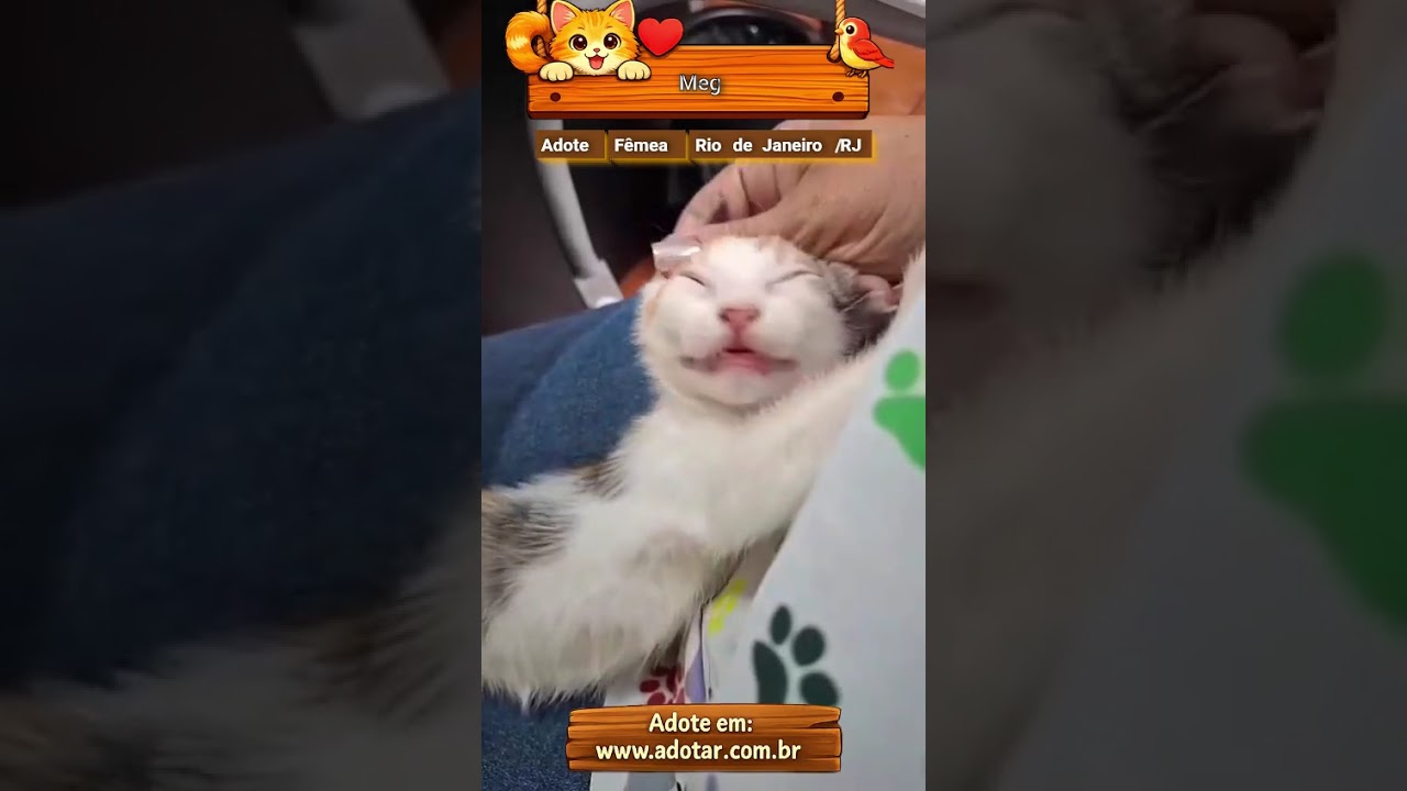 Gato raça SRD-ViraLata idade Abaixo de 2 meses nome Meg 