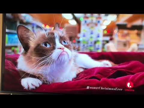 Funny Grumpy Cat At The Pet Store Christmas Scene! 😂🤣