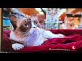Funny Grumpy Cat At The Pet Store Christmas Scene