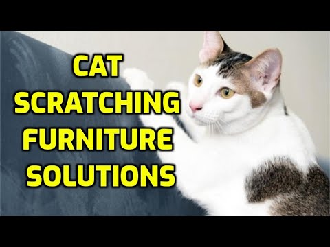 How To Stop Your Cat From Scratching Furniture (5 Tips!)
