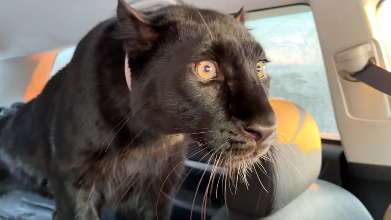 Tracking down roe deer with Luna the panther and Venza 🦌🐾(ENG SUB)