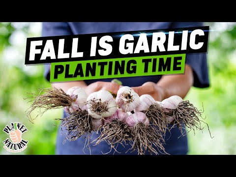 Planting Garlic: Complete Guide to Growing Garlic This Fall