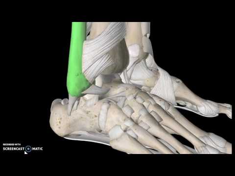 Foot Anatomy Tutorial (Ligaments)
