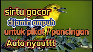 Download lagu suara burung cipoh gacor dijamin ampuh untuk pikat atau masteran mp3