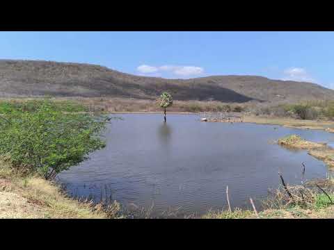 Fazenda mamão! HIDROLÂNDIA CEARÁ 