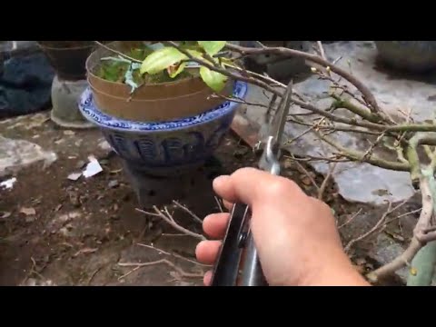 Cách xả tàn cây mai vàng miền Bắc (thời điểm thích hợp và chăm sóc sau Tết phần 3)