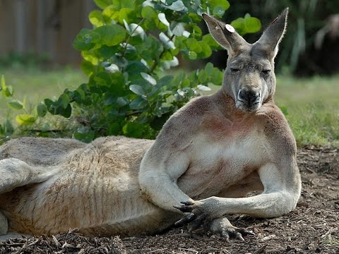 download lagu mp3 mp4 Kangaroo Stoned, download lagu Kangaroo Stoned gratis, unduh video klip Kangaroo Stoned