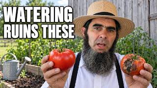 Stop Ruining Your Tomatoes! 6 Watering Mistakes Almost Everyone Makes