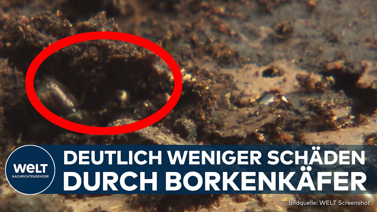 WALD IN DEUTSCHLAND ATMET AUF: Borkenkäfer richten 2025 deutlich weniger Schaden an!