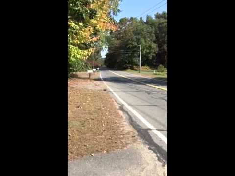 254 Plumtree Rd. SUNDERLAND MA