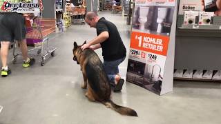 Download Lagu Mobility Support Task Training | 8 Month Old German Shepherd Thumbnail