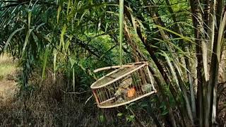 Download lagu Pikat merbah kunyit,celeq,capa kuning... mp3