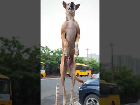 मैं khud एक kutta 🐕 हूँ #shorts