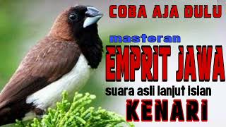Download lagu masteran emprit jawa isian kenari || bondol jawa peking kaji #empritkaji #empritjawa #masteran mp3
