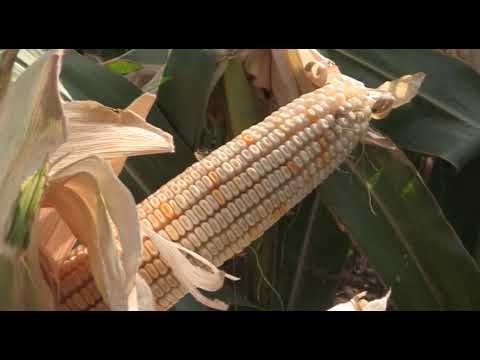 Može bolje ep.33 23.09.2017. - Proizvodnja kukuruza u sušnim godinama