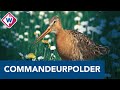 Weidevogelstand Midden-Delfland op peil - OMROEP WEST